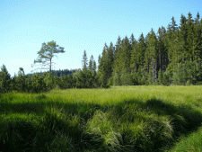 Tannermoor