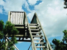 Hochstand im Tannermoor